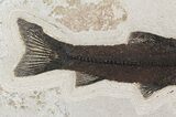 Rare, Notogoneus Fossil Fish Wall Mount - (Special Price) #51339-2